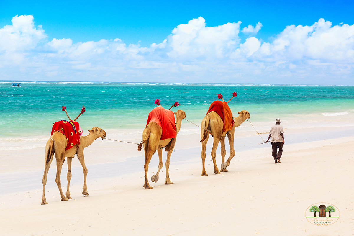 Camels at African sandy Diani beach, Indian ocean in Kenya, African landscape.