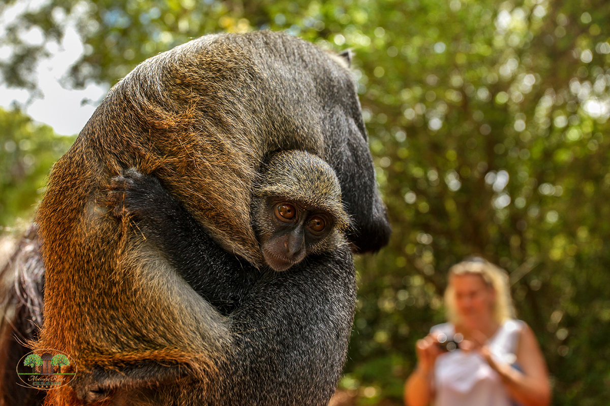 Baby Sykes' Samango monkey (Cercopithecus albogularis) holds ont